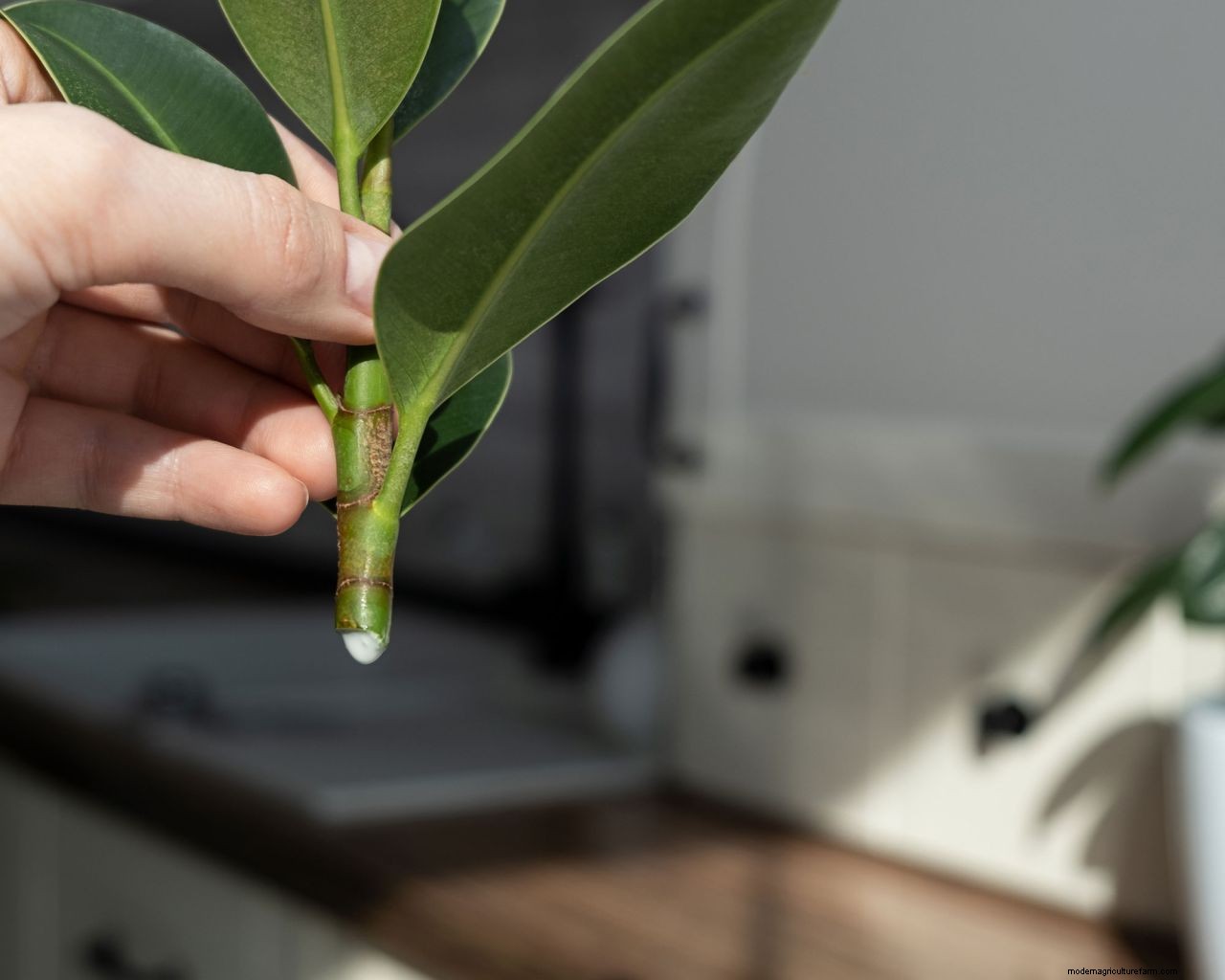 Rubber plant propagation: the easy way to get more houseplants for free