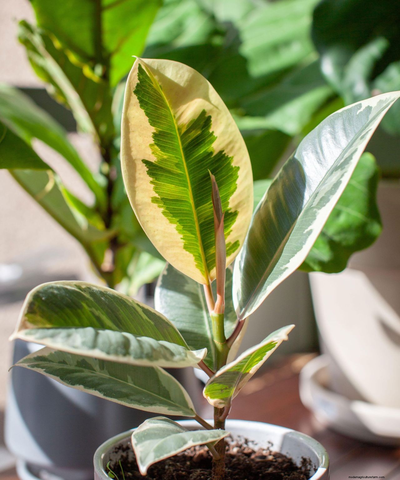 Rubber plant propagation: the easy way to get more houseplants for free
