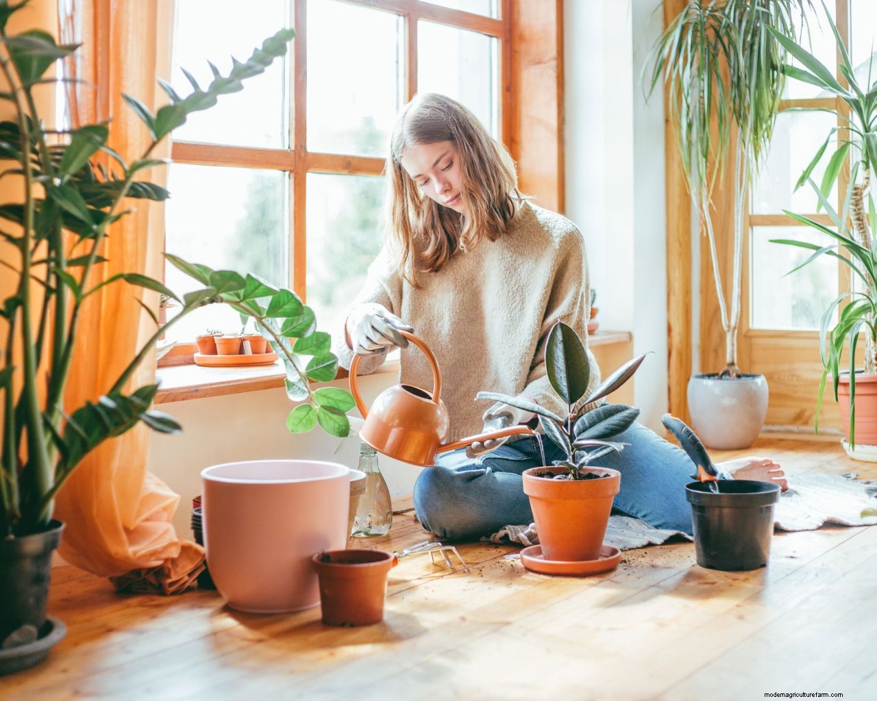 Rubber plant propagation: the easy way to get more houseplants for free
