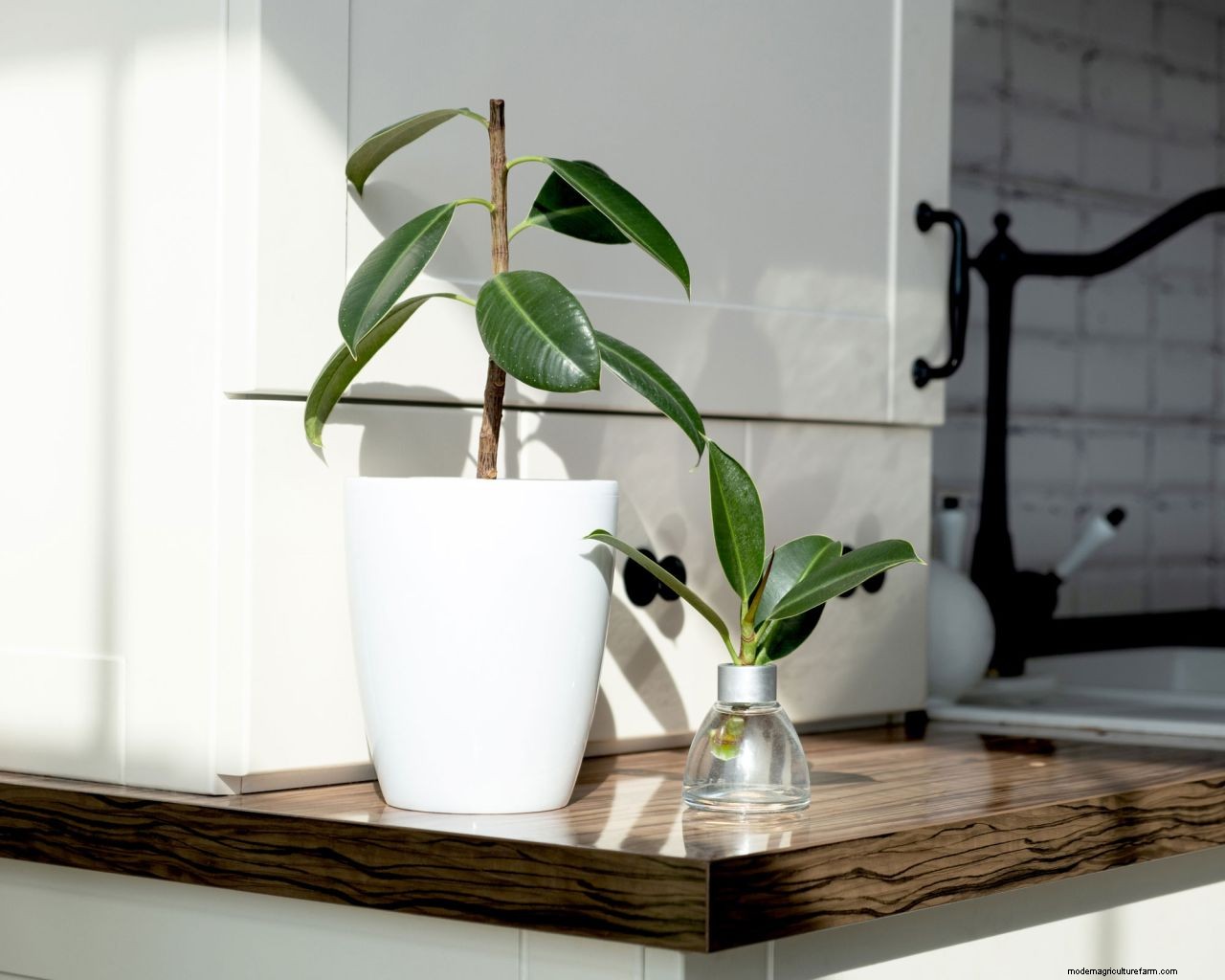 Rubber plant propagation: the easy way to get more houseplants for free
