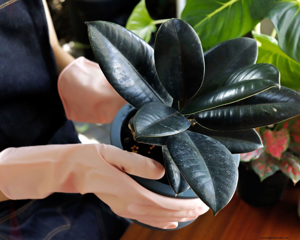 Rubber plant propagation: the easy way to get more houseplants for free