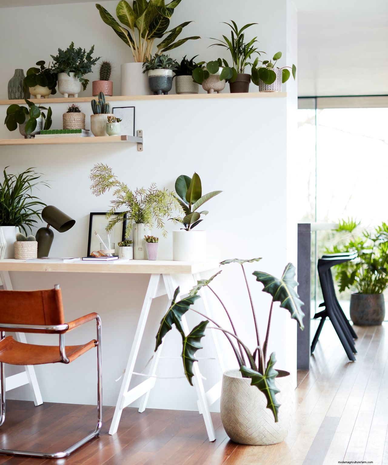 Rubber plant propagation: the easy way to get more houseplants for free