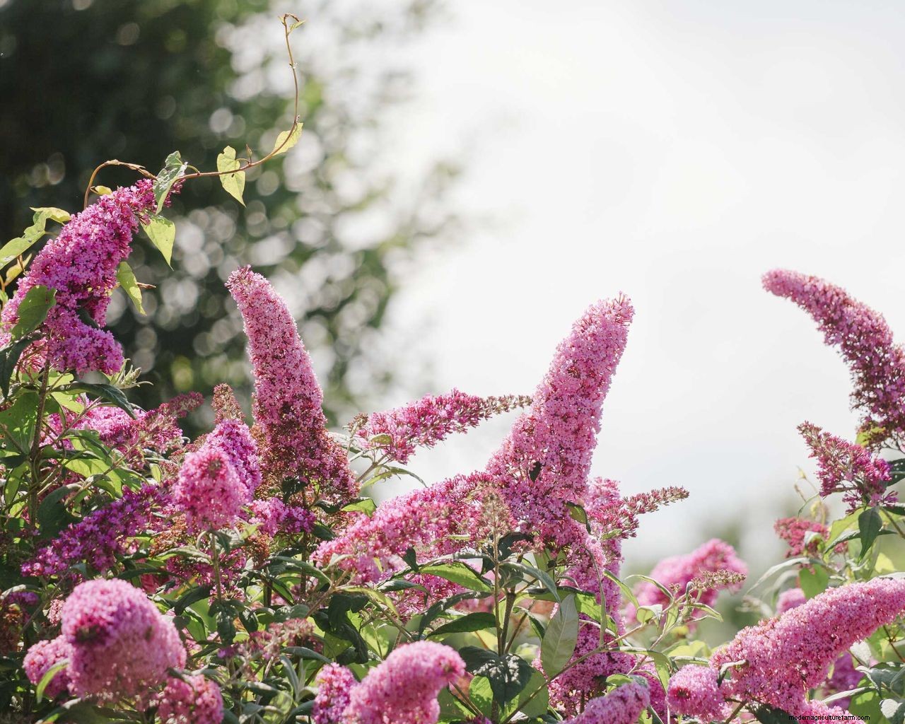 Pruning buddleja: tips to get your bee-friendly shrub in order