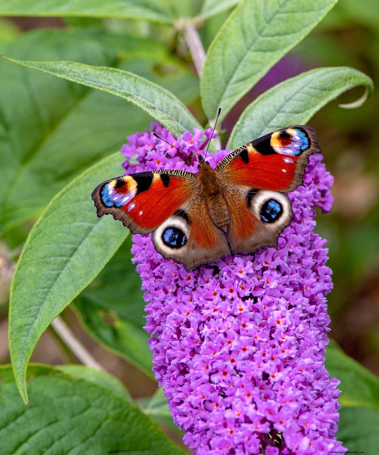 Pruning buddleja: tips to get your bee-friendly shrub in order