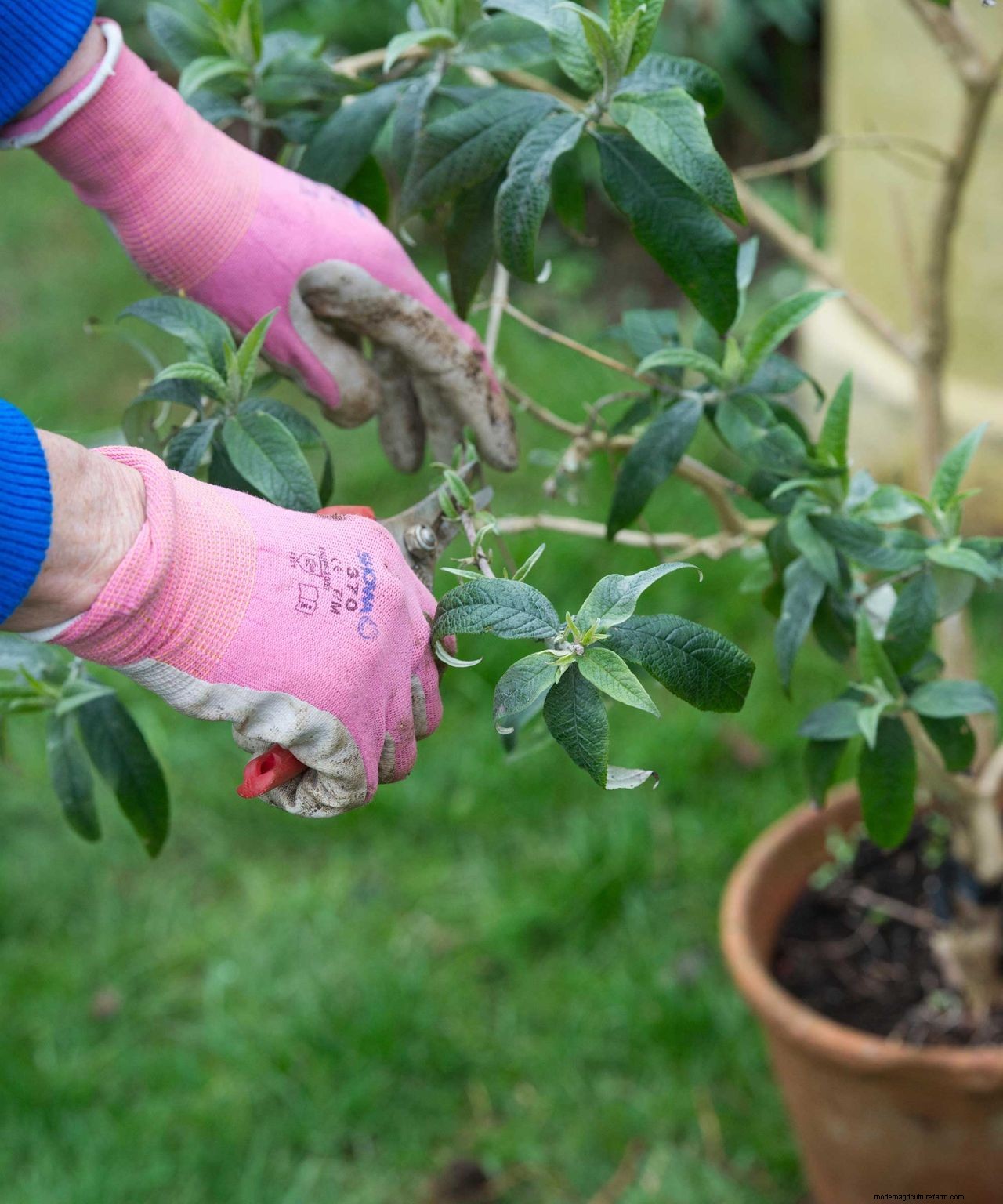 Pruning buddleja: tips to get your bee-friendly shrub in order