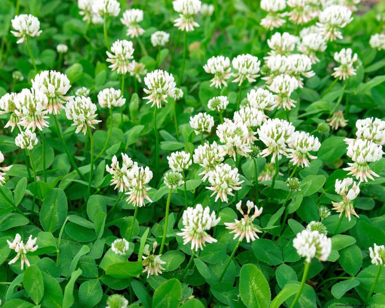 How to get rid of clover on a lawn: expert tips for clearing this weed