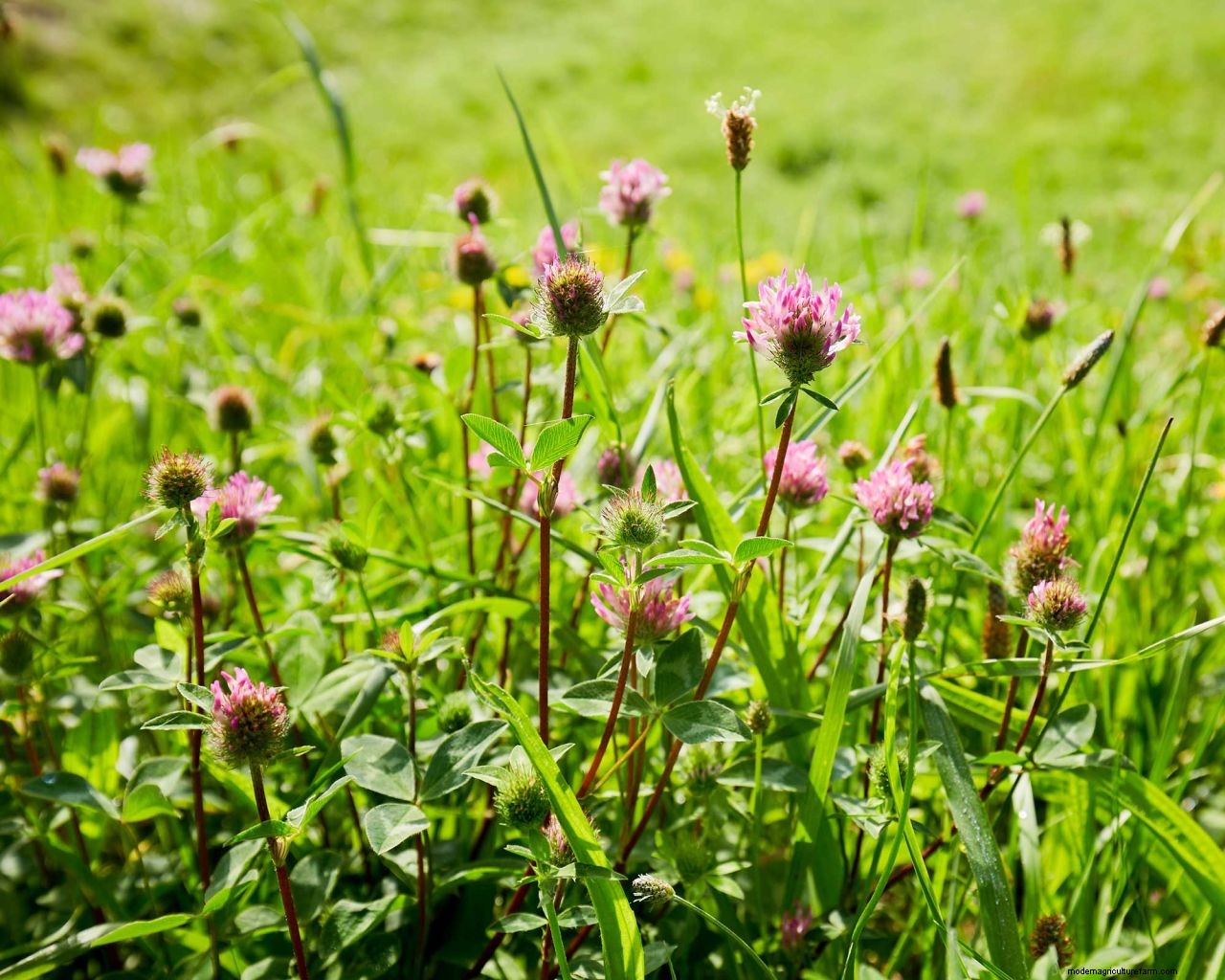 How to get rid of clover on a lawn: expert tips for clearing this weed