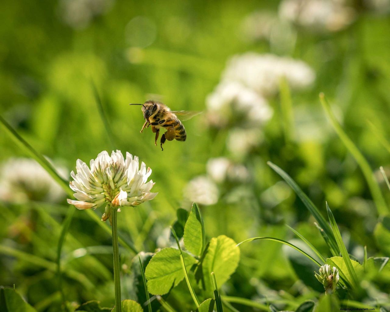 How to get rid of clover on a lawn: expert tips for clearing this weed