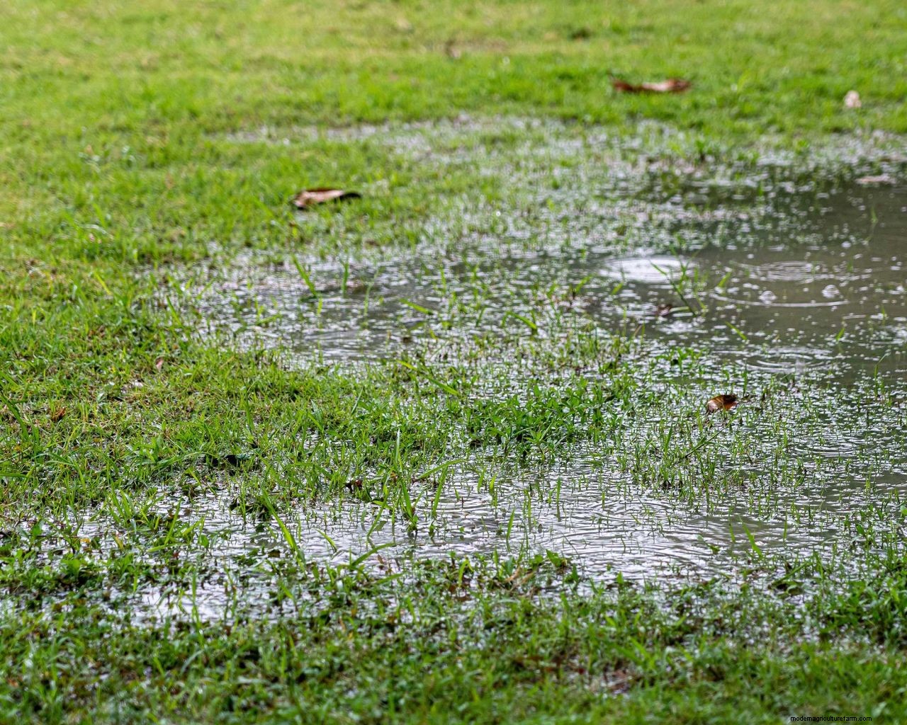 Garden drainage solutions: 5 ways to stop your flower beds, decking, patio, and lawn from flooding
