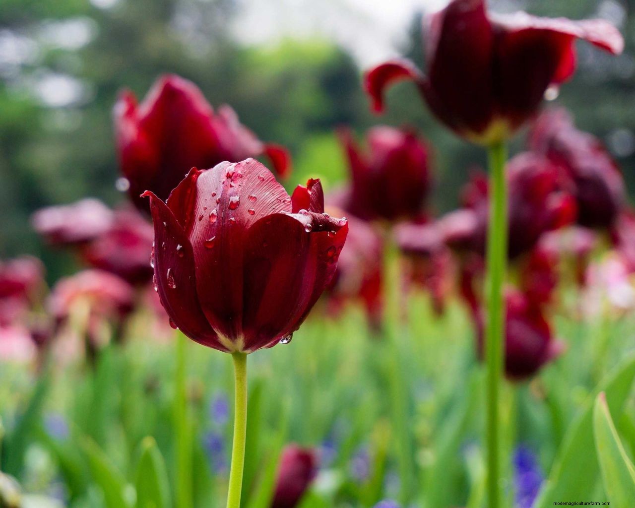 Garden drainage solutions: 5 ways to stop your flower beds, decking, patio, and lawn from flooding