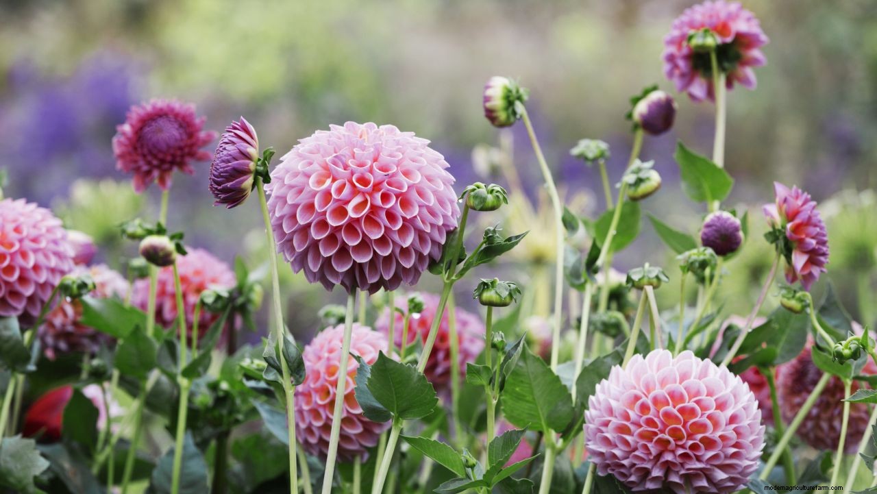 How to grow dahlias: expert plant care and growing guide