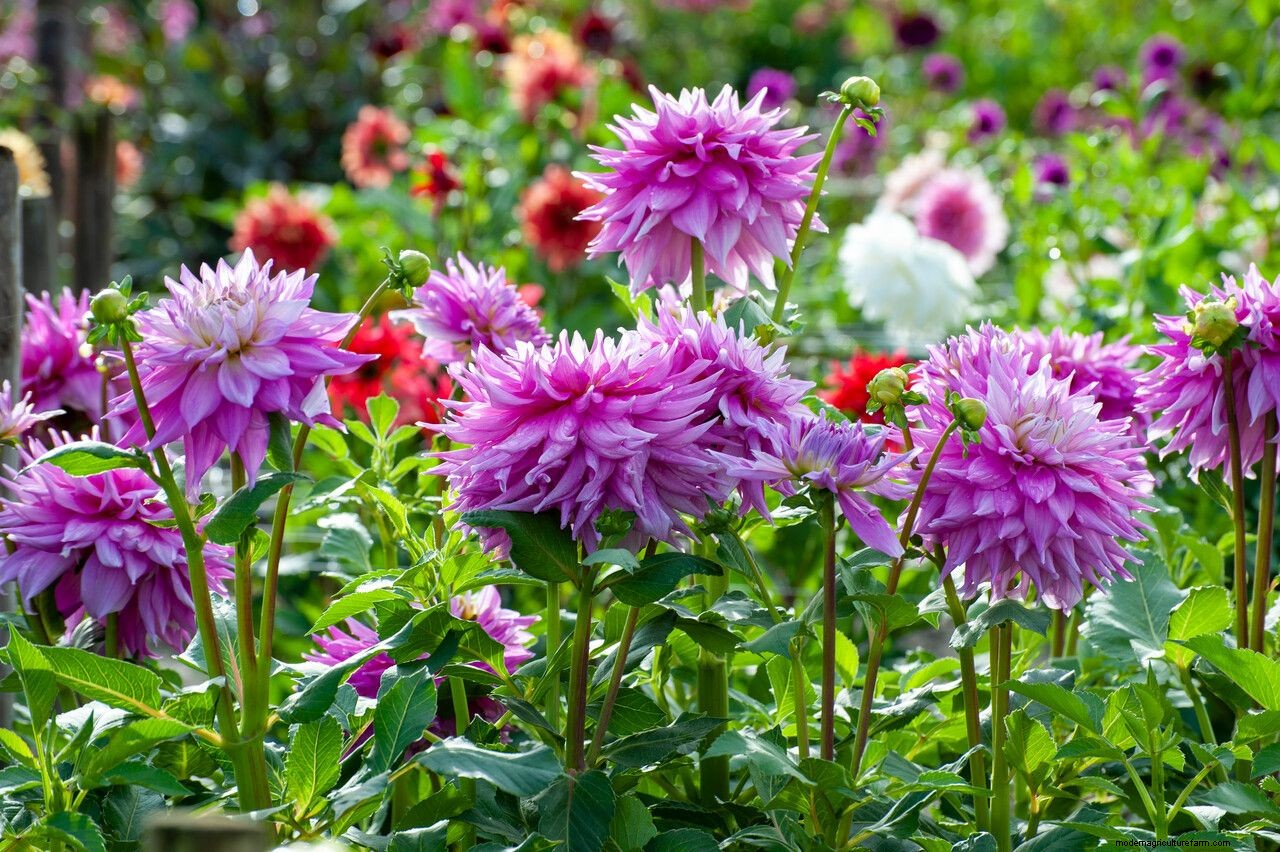 How to grow dahlias: expert plant care and growing guide