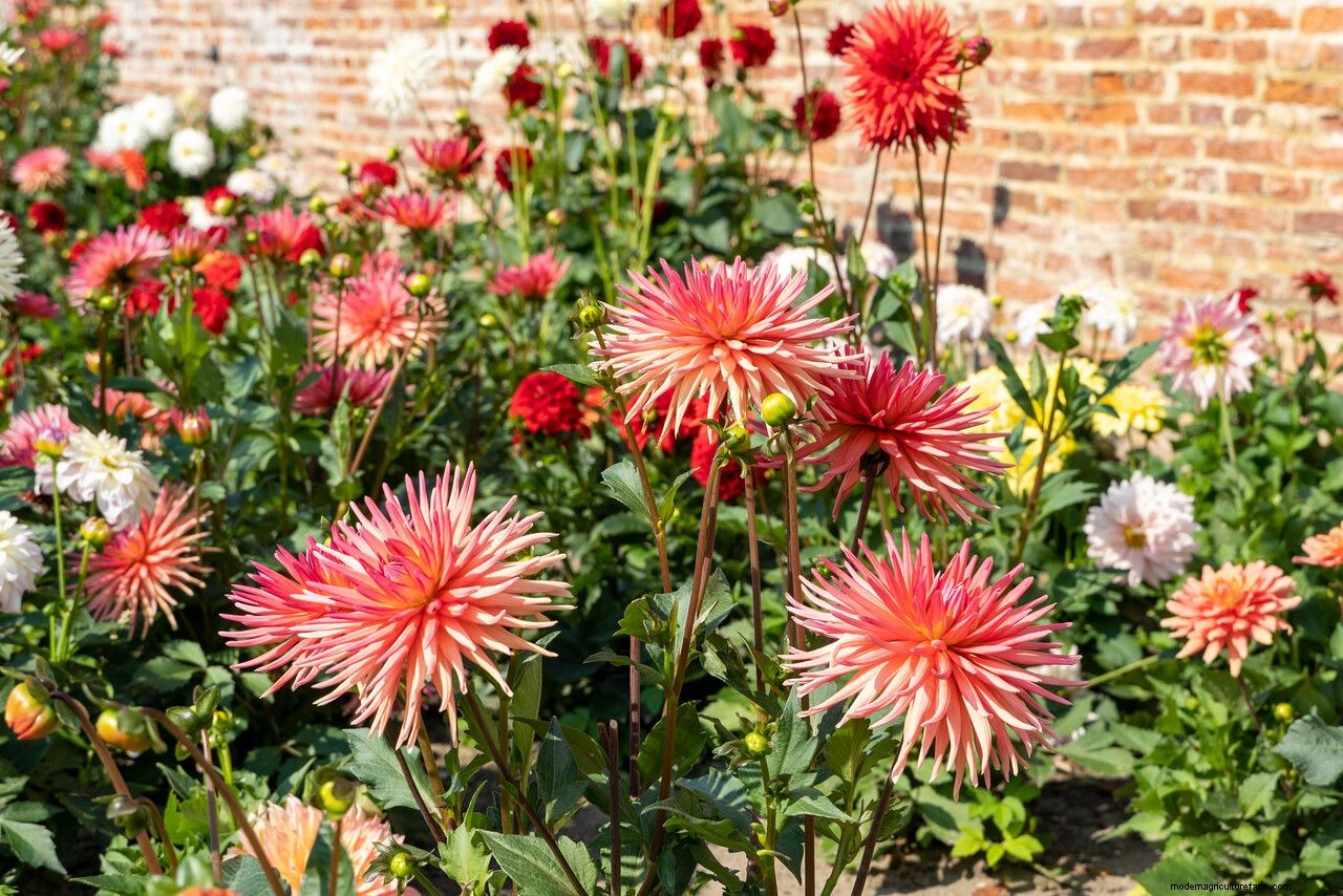 How to grow dahlias: expert plant care and growing guide