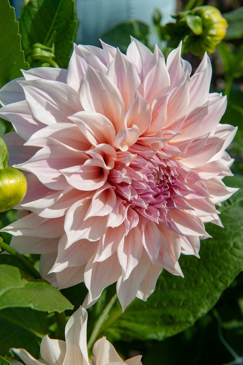 How to grow dahlias: expert plant care and growing guide