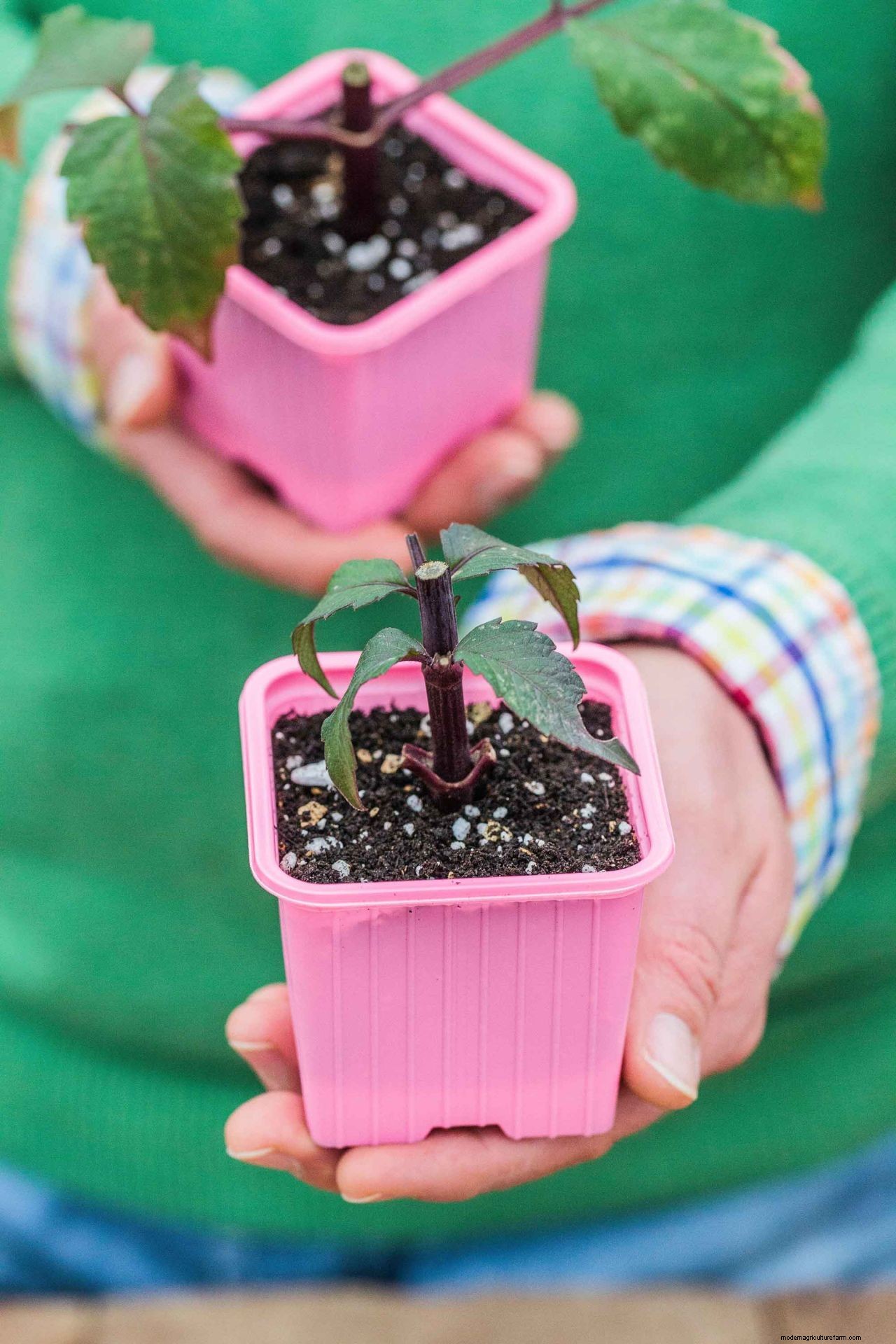 How to grow dahlias: expert plant care and growing guide