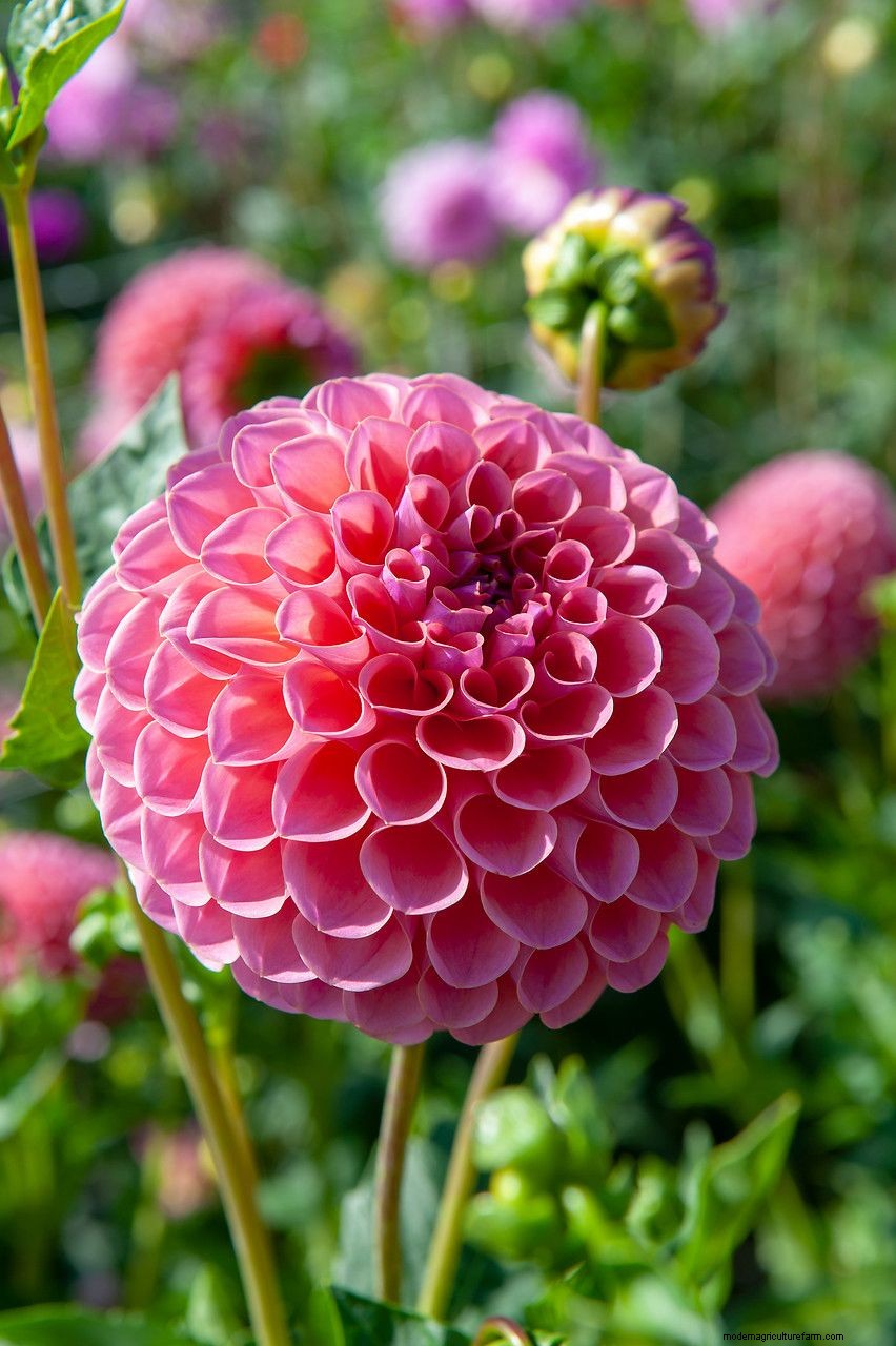 How to grow dahlias: expert plant care and growing guide