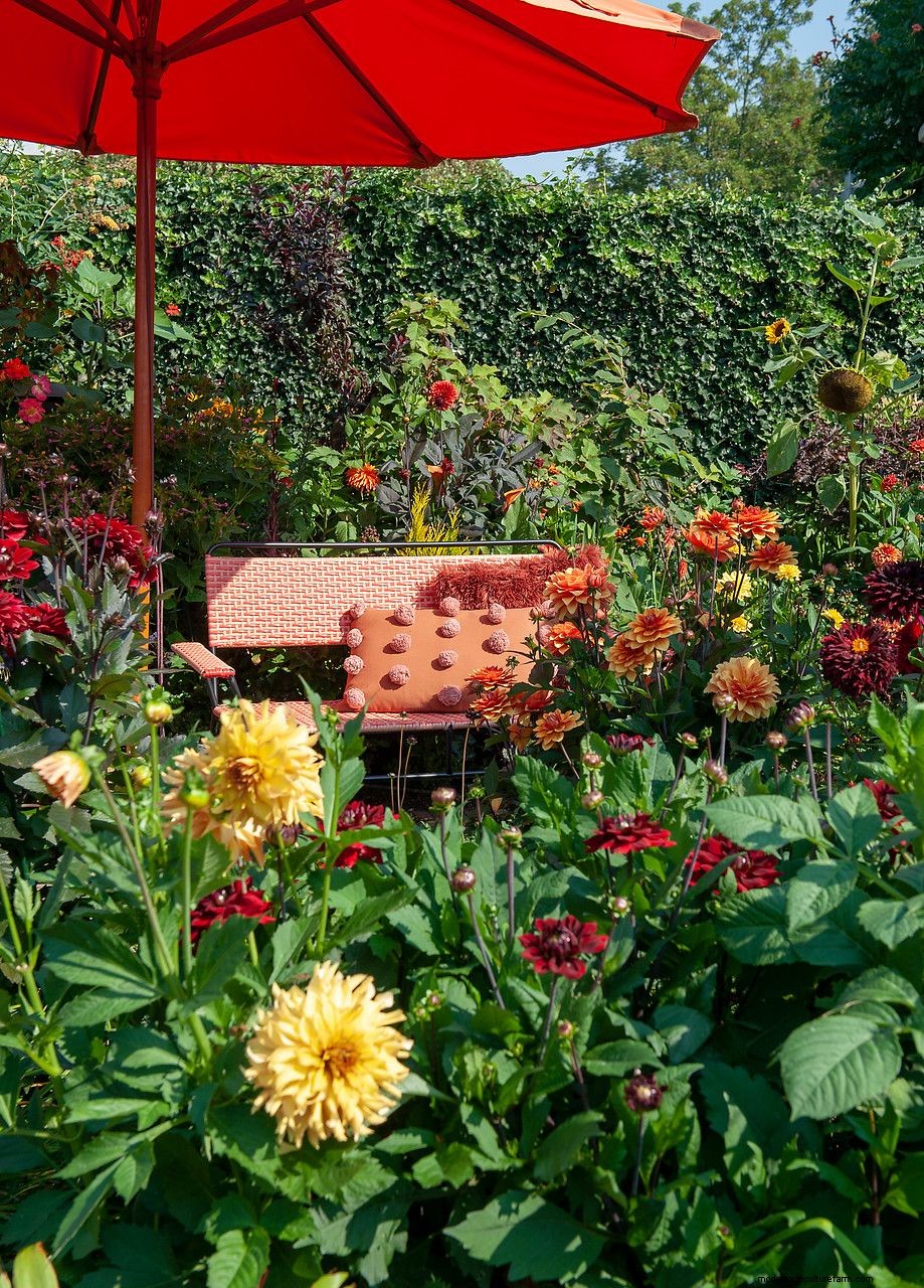 How to grow dahlias: expert plant care and growing guide
