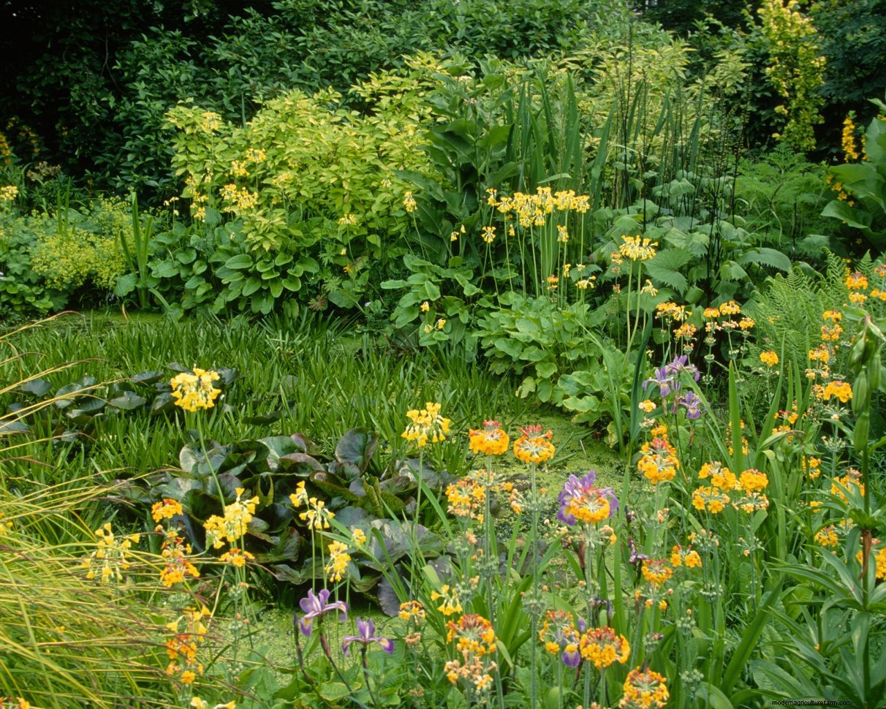 Bog gardens: expert advice on how and where to create one in your plot