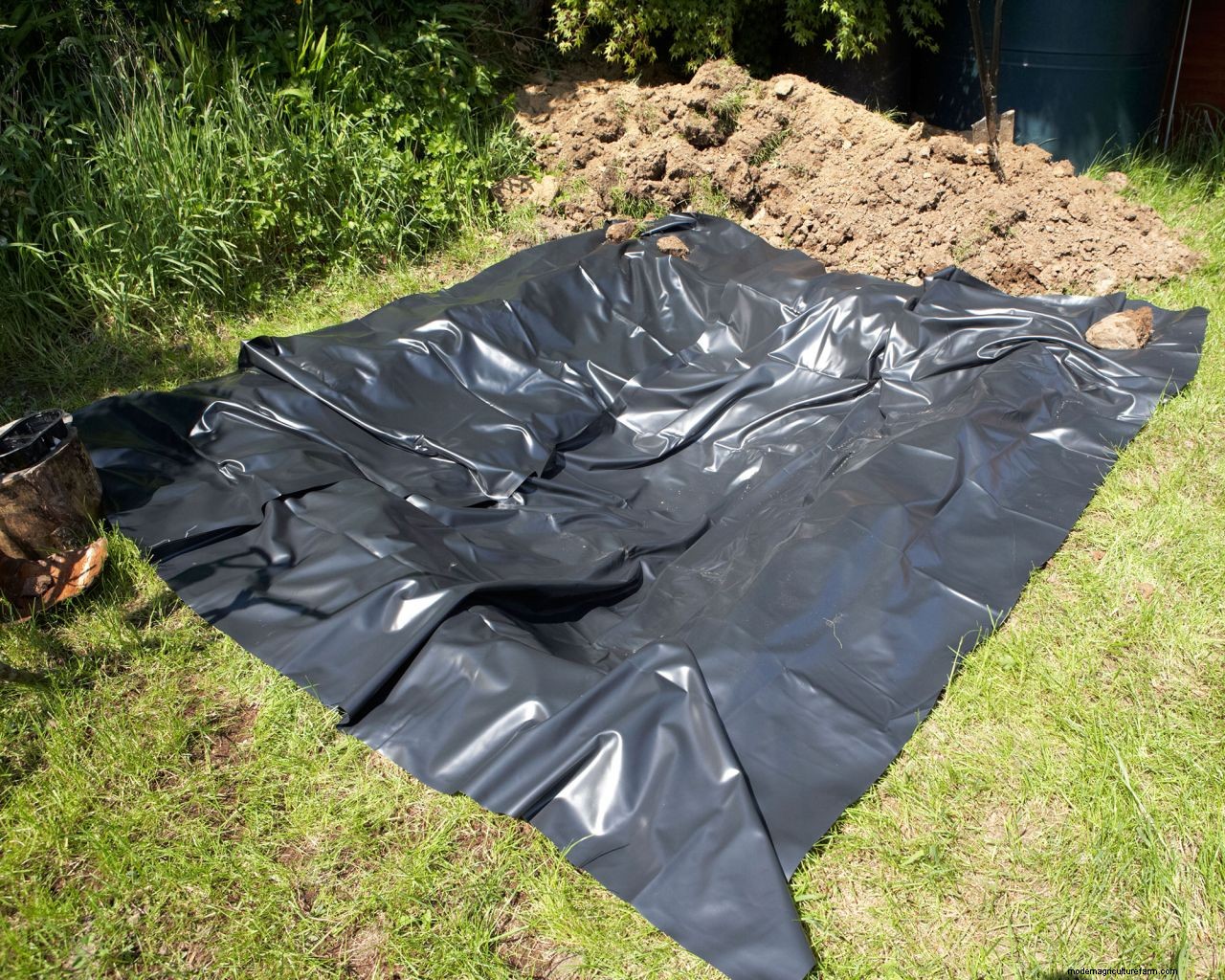 Bog gardens: expert advice on how and where to create one in your plot