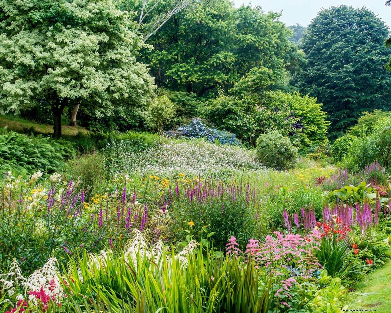 Bog gardens: expert advice on how and where to create one in your plot