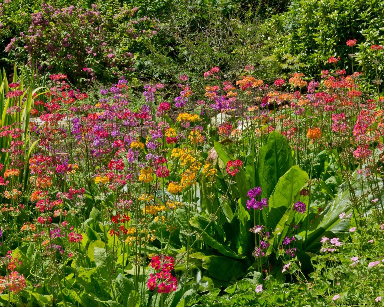 Bog gardens: expert advice on how and where to create one in your plot