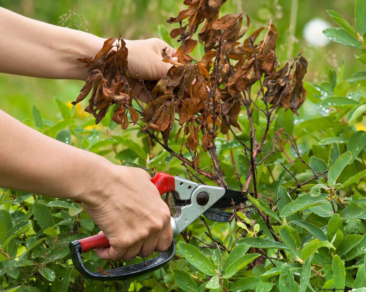 Pruning honeysuckle: simple tips for tidying up these fragrant beauties