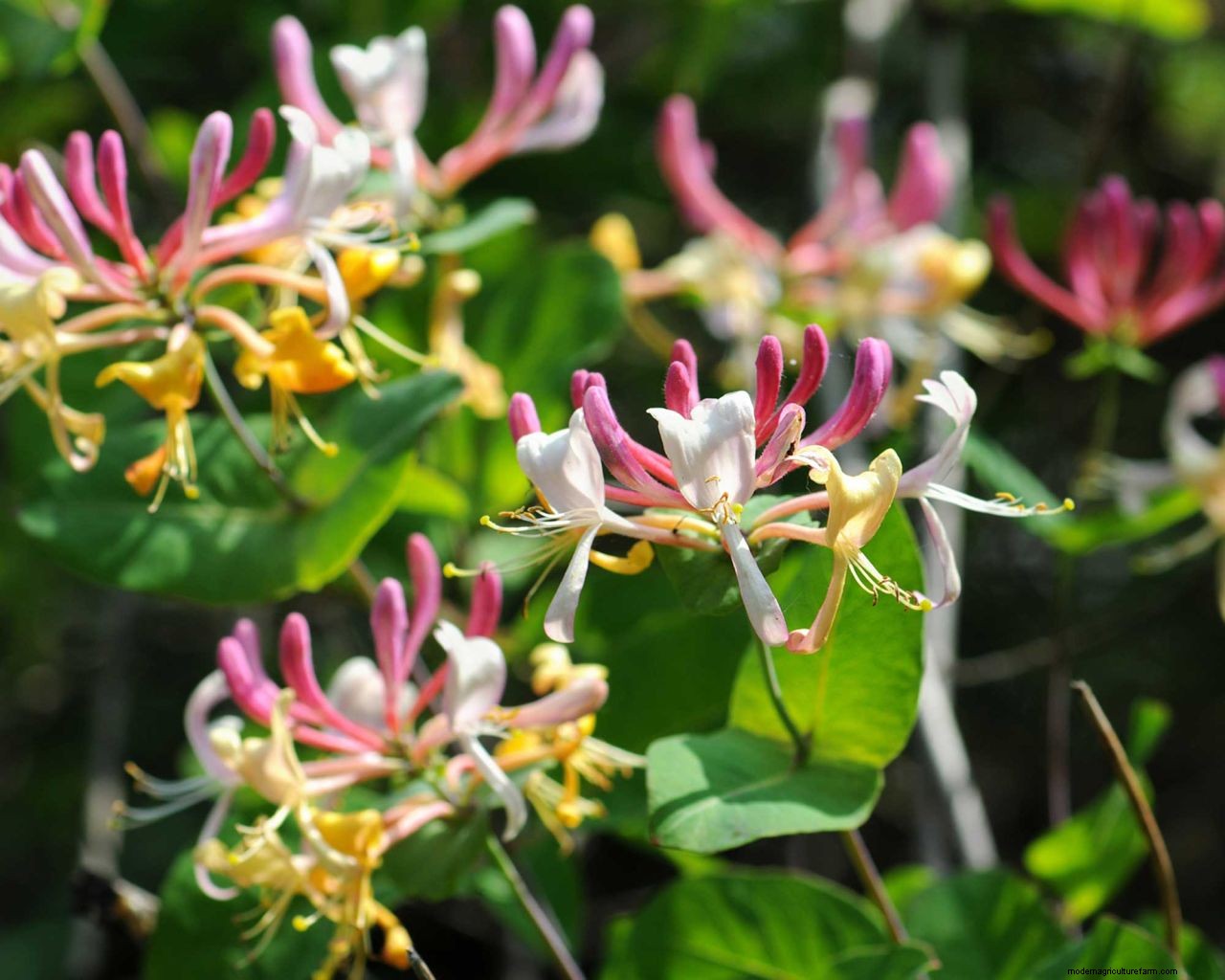 Pruning honeysuckle: simple tips for tidying up these fragrant beauties