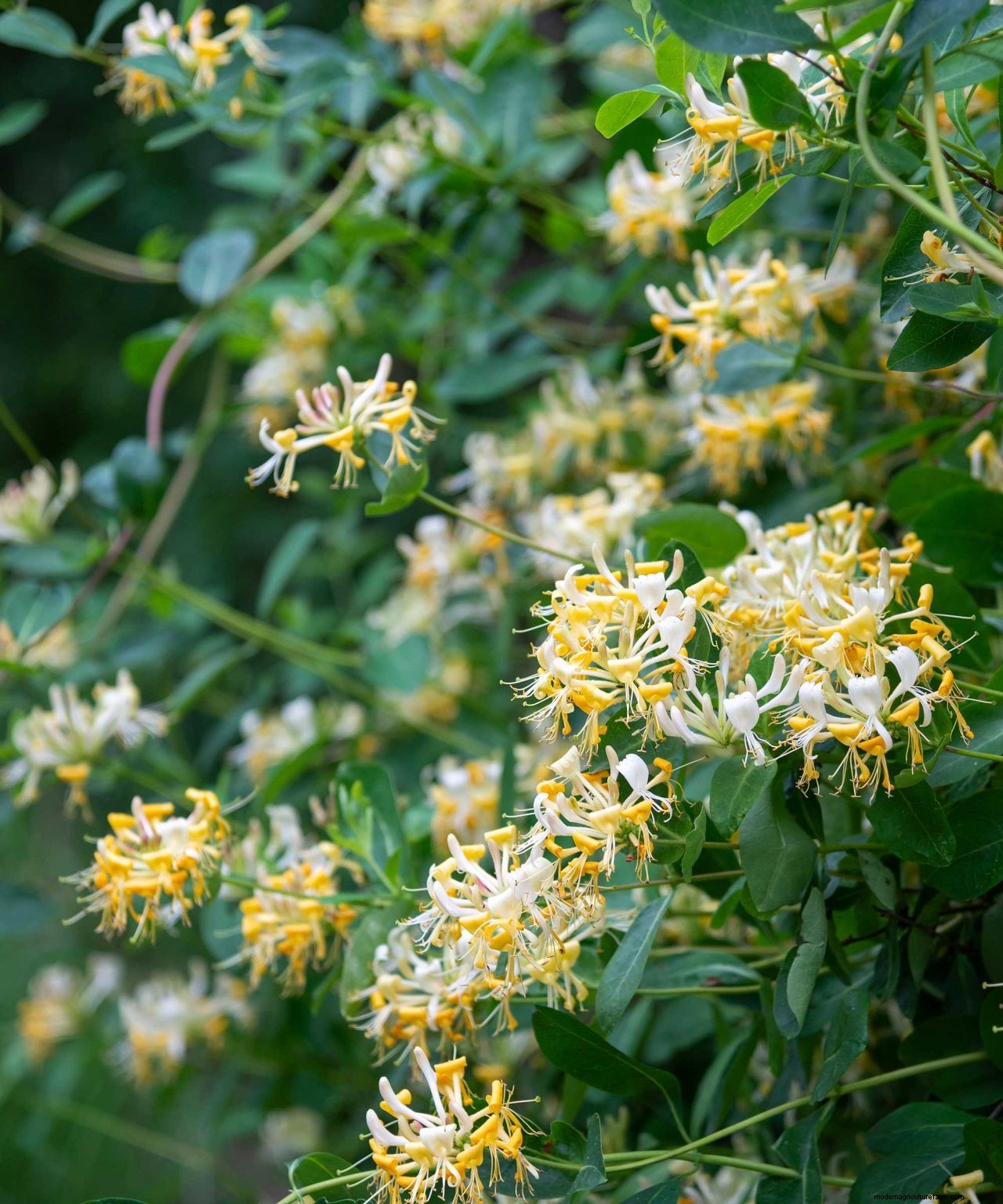 Pruning honeysuckle: simple tips for tidying up these fragrant beauties