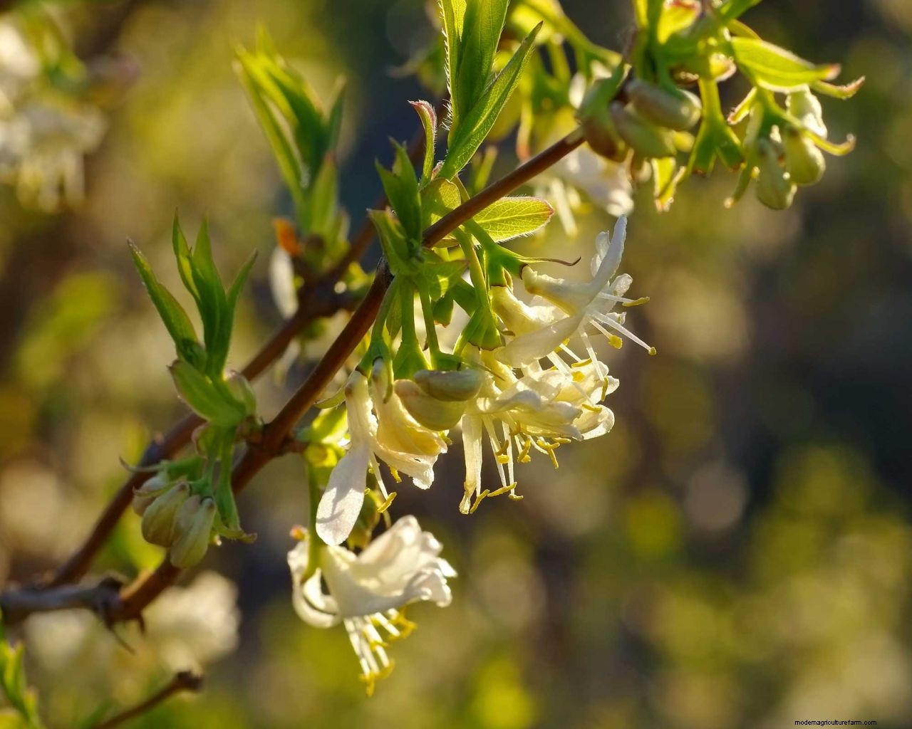 Pruning honeysuckle: simple tips for tidying up these fragrant beauties