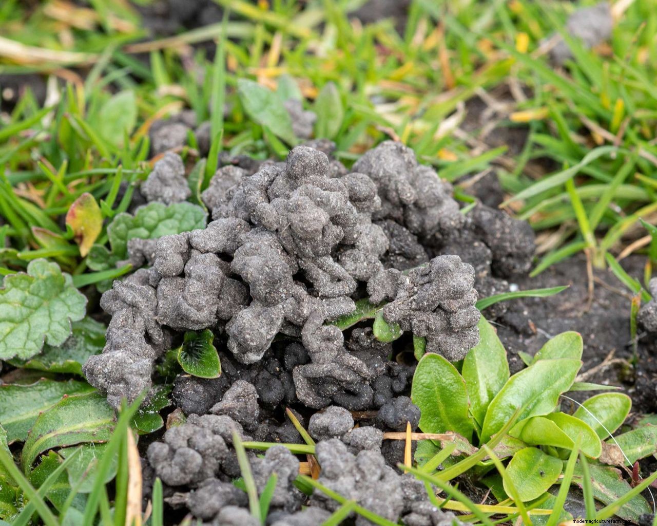 Worm castings on lawns: how to deal with this unsightly problem