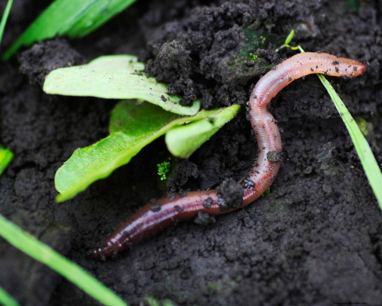 Worm castings on lawns: how to deal with this unsightly problem