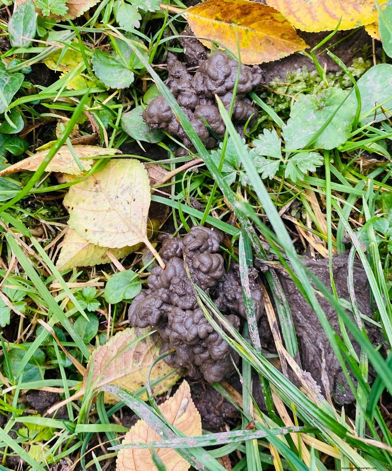 Worm castings on lawns: how to deal with this unsightly problem