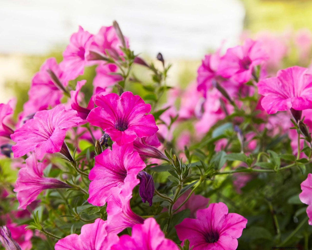 How to deadhead petunias: neaten up your summer blooms with these tips