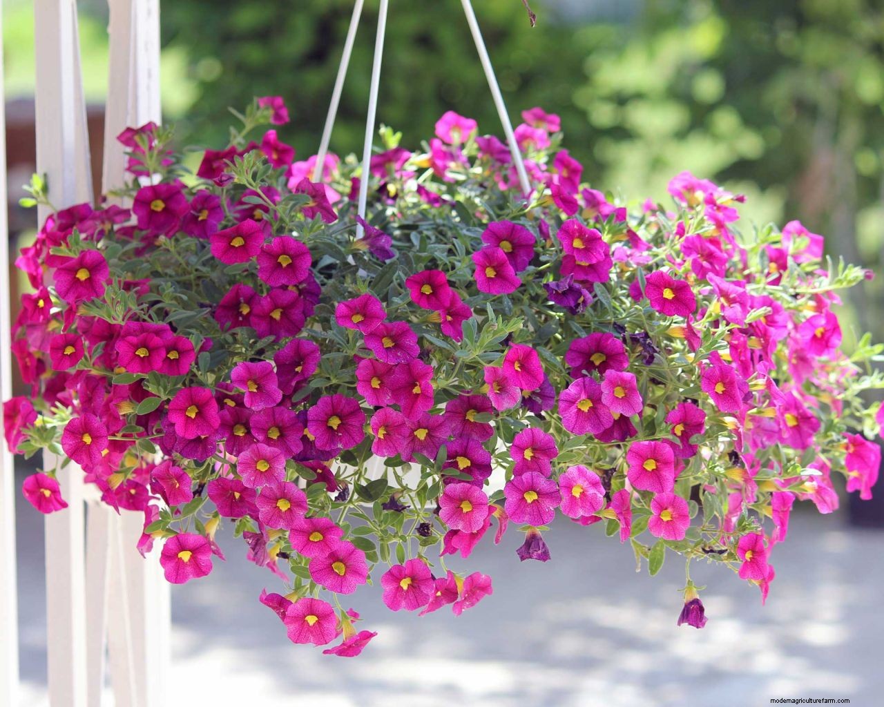 How to deadhead petunias: neaten up your summer blooms with these tips