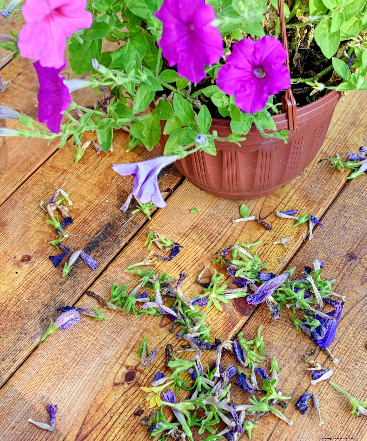 How to deadhead petunias: neaten up your summer blooms with these tips