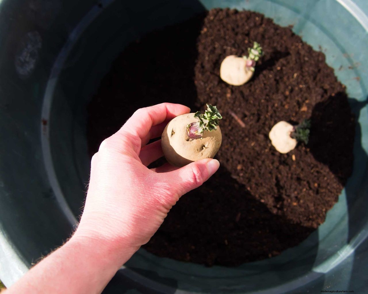 Growing potatoes in containers: top tips for these staple crops