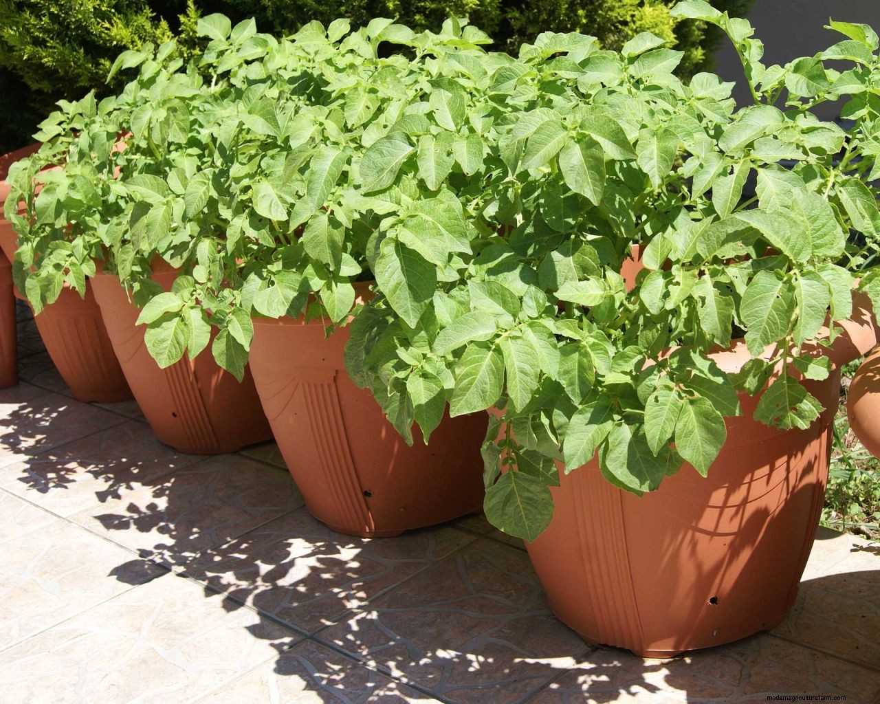 Growing potatoes in containers: top tips for these staple crops