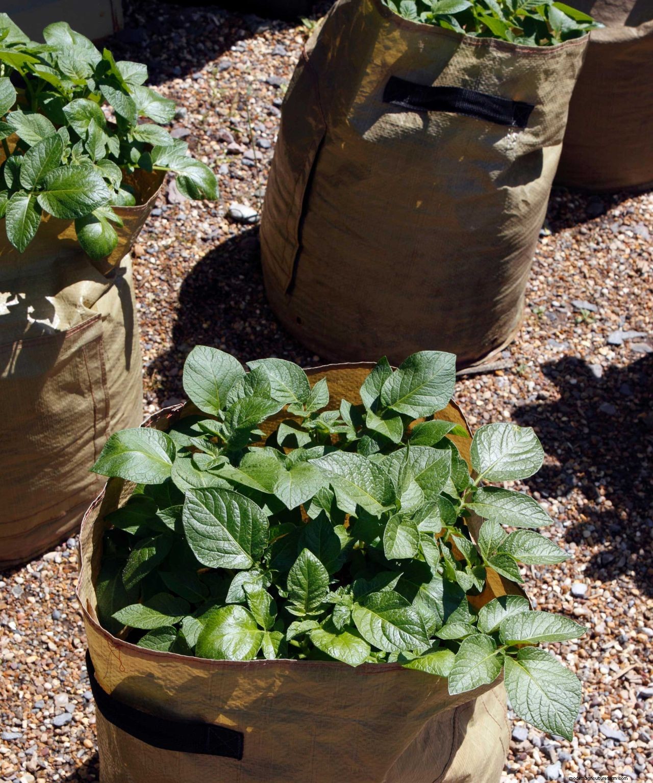 Growing potatoes in containers: top tips for these staple crops