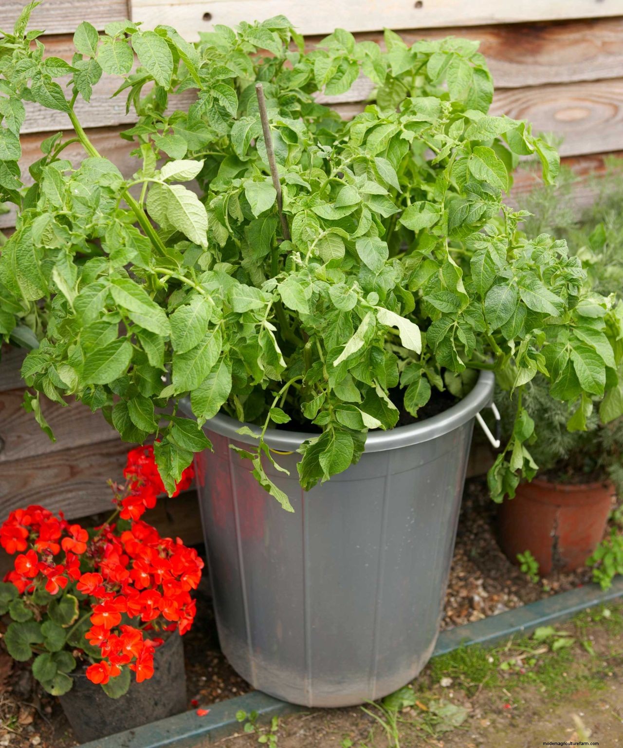 Growing potatoes in containers: top tips for these staple crops