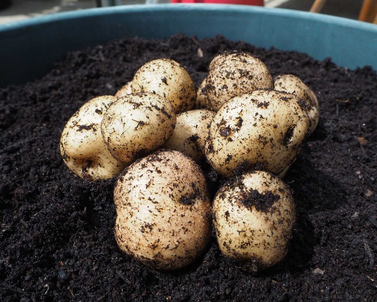 Growing potatoes in containers: top tips for these staple crops
