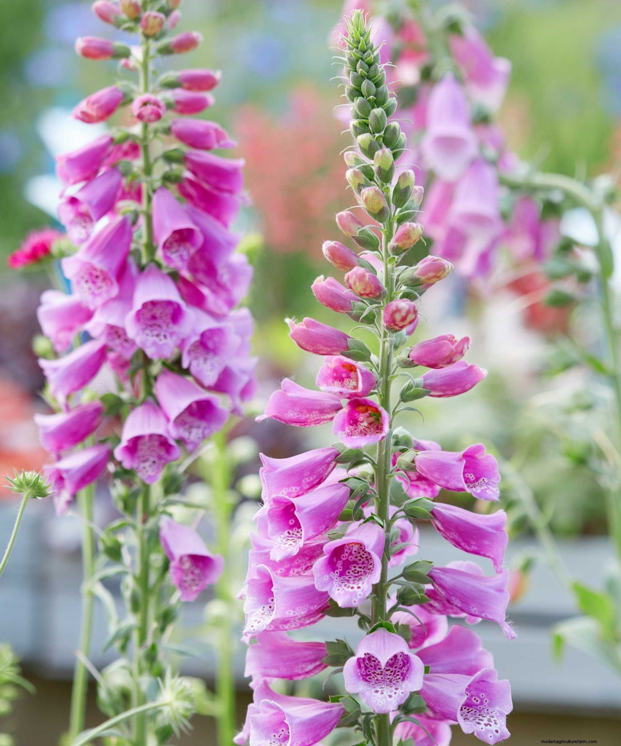 How to deadhead foxgloves: neaten up your flower beds with these tips