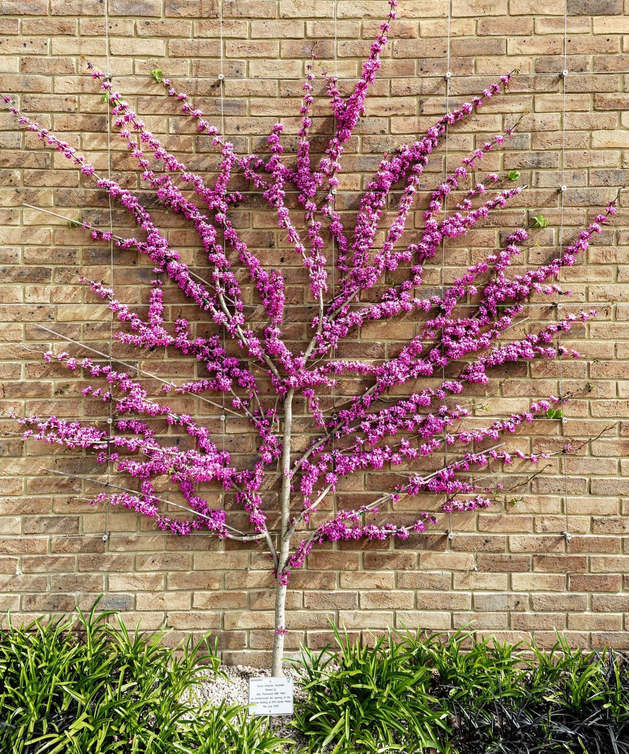 Redbud care and growing guide: tips for healthy cercis trees and shrubs