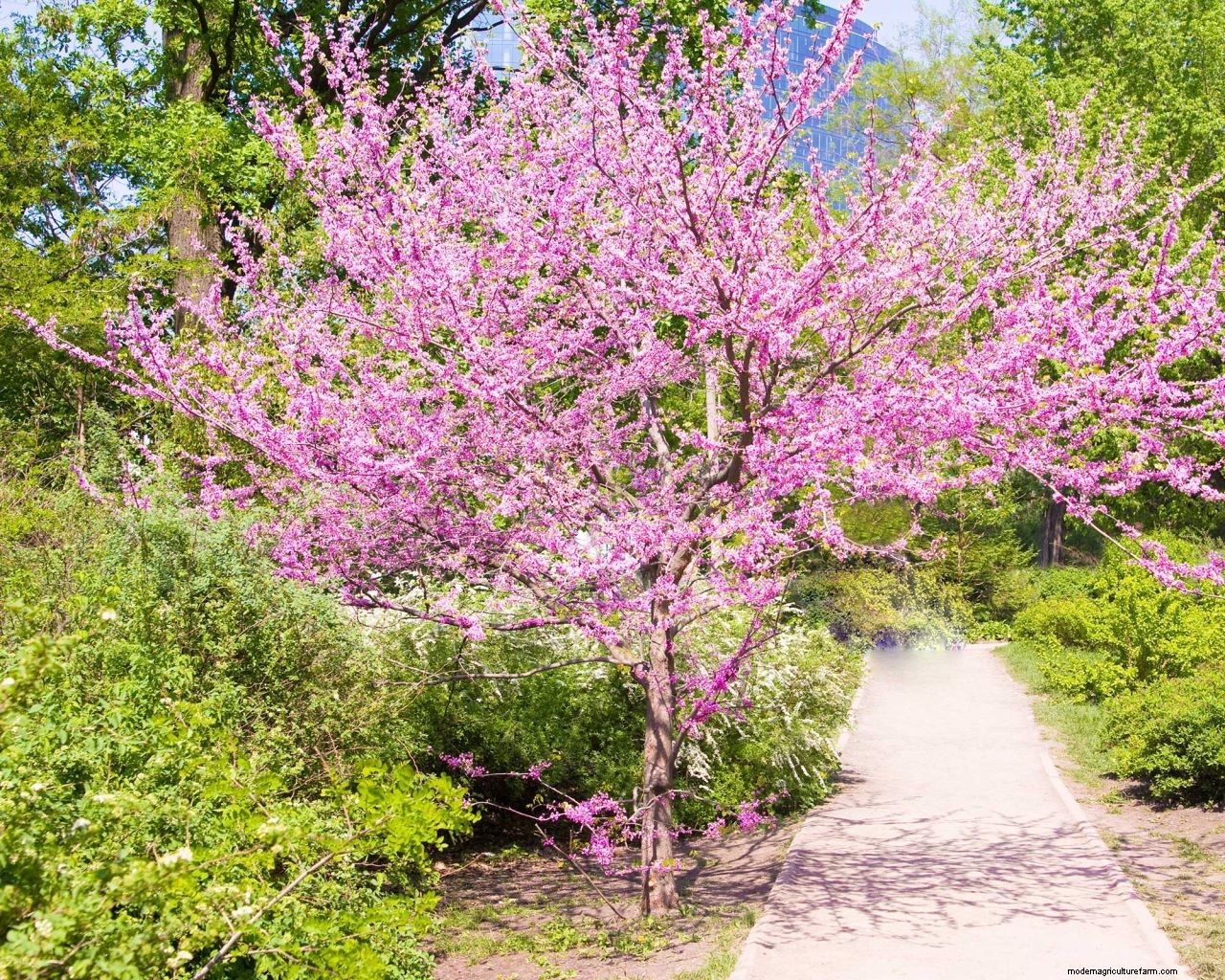 Redbud care and growing guide: tips for healthy cercis trees and shrubs