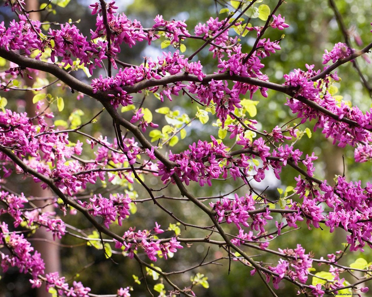 Redbud care and growing guide: tips for healthy cercis trees and shrubs