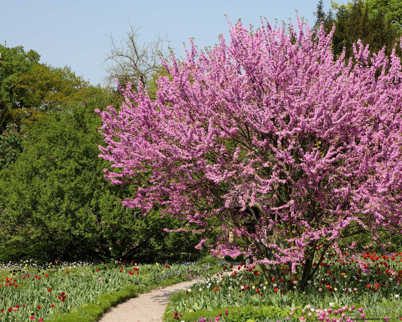 Redbud care and growing guide: tips for healthy cercis trees and shrubs