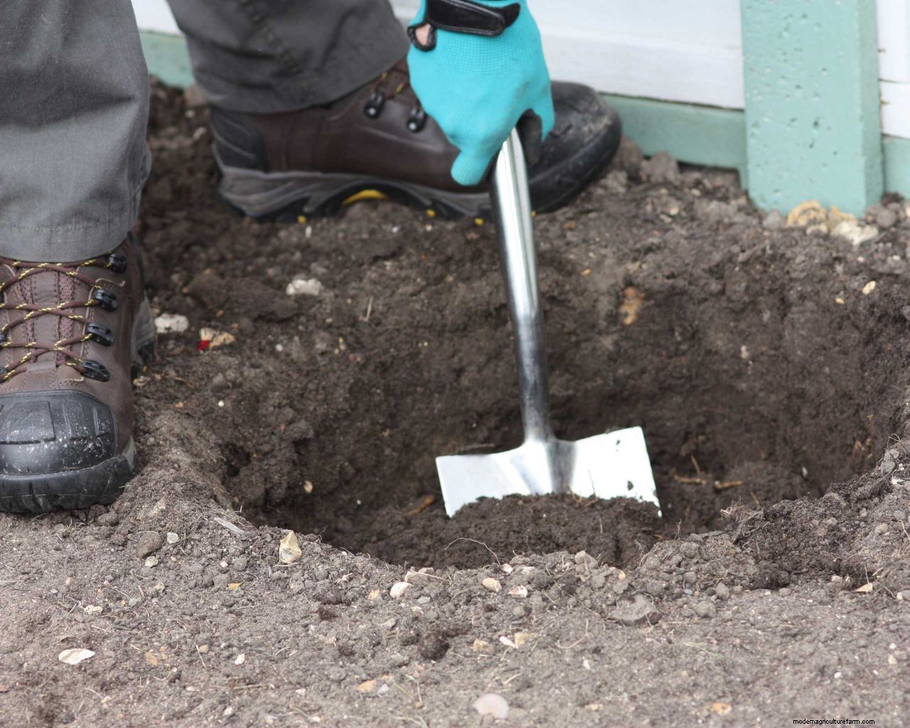 Redbud care and growing guide: tips for healthy cercis trees and shrubs