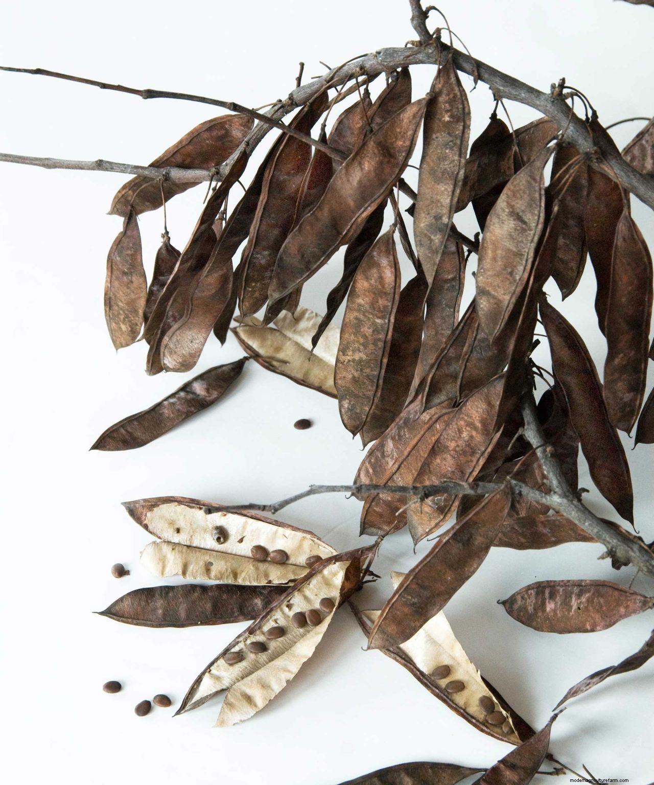 Redbud care and growing guide: tips for healthy cercis trees and shrubs