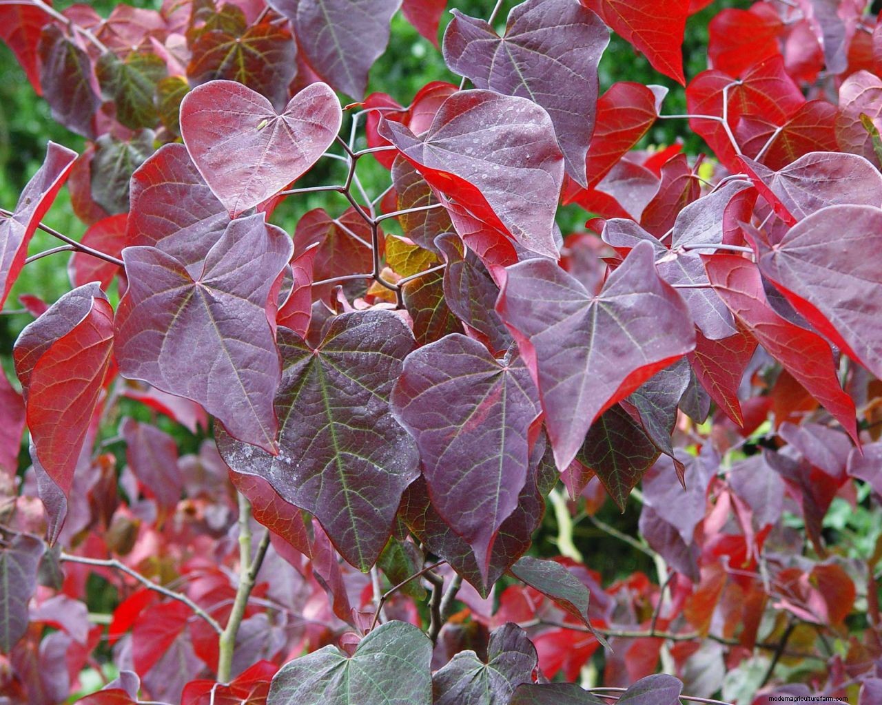 Redbud care and growing guide: tips for healthy cercis trees and shrubs