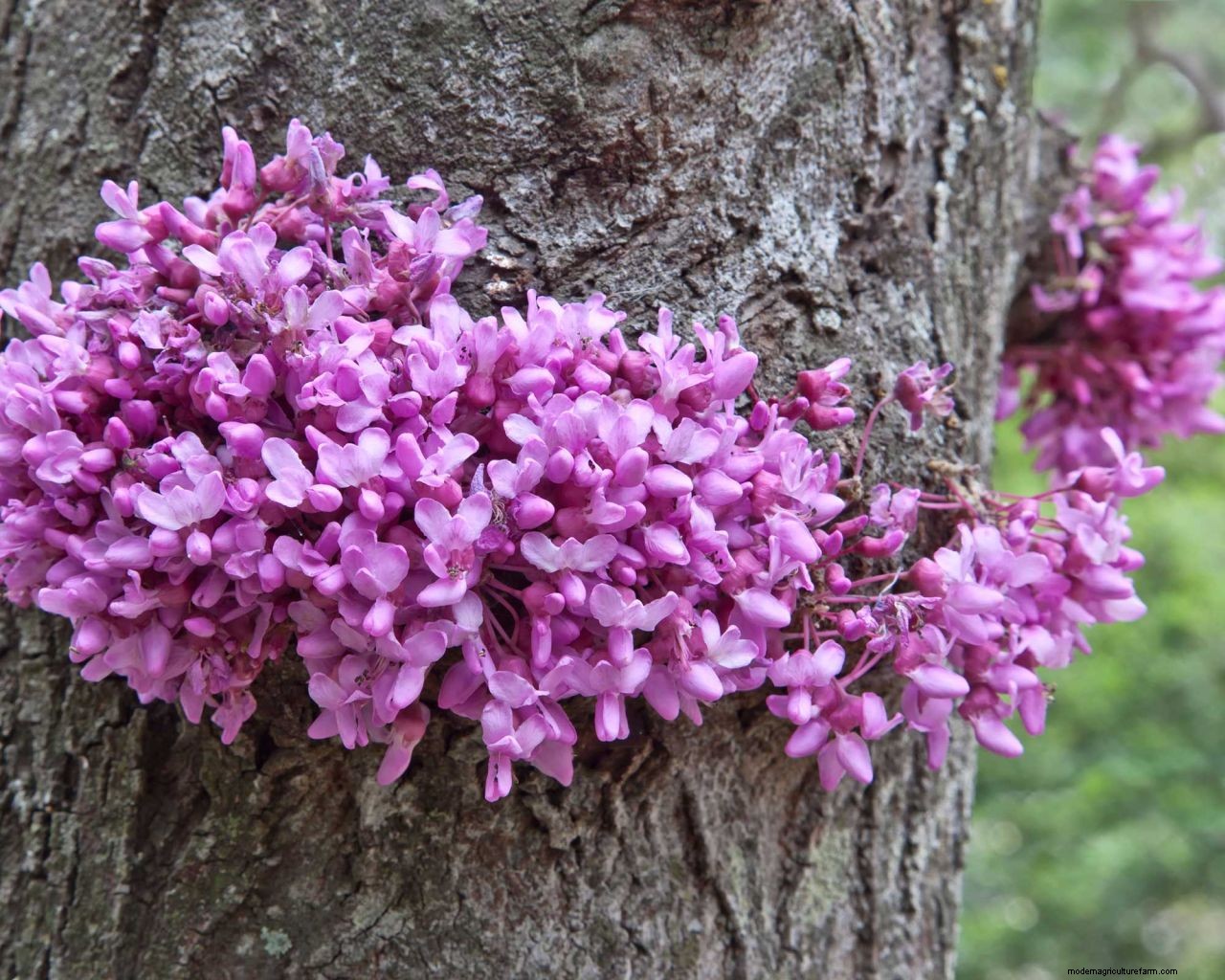 Redbud care and growing guide: tips for healthy cercis trees and shrubs