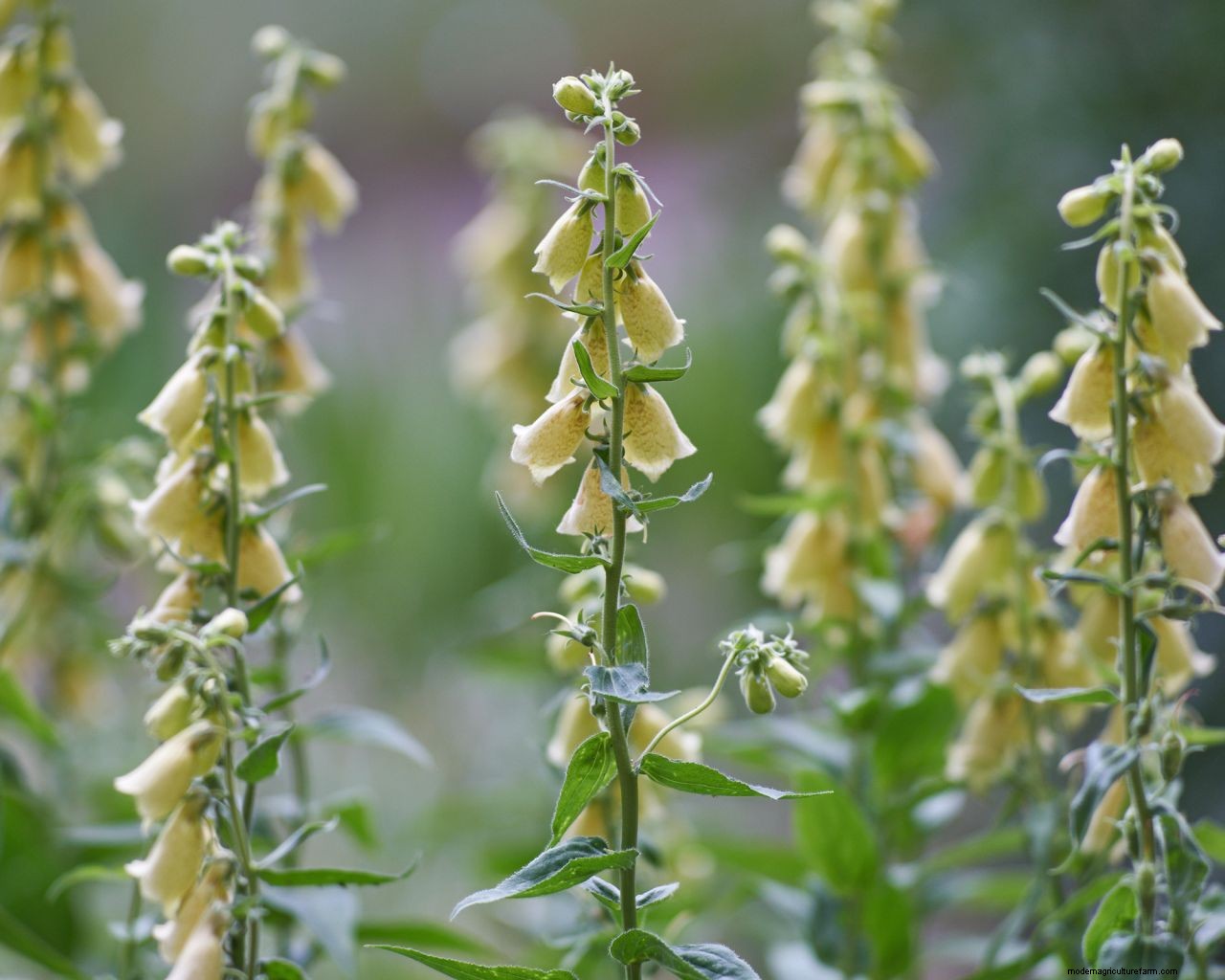 Foxgloves care and growing guide: how to grow these cottage-garden classics